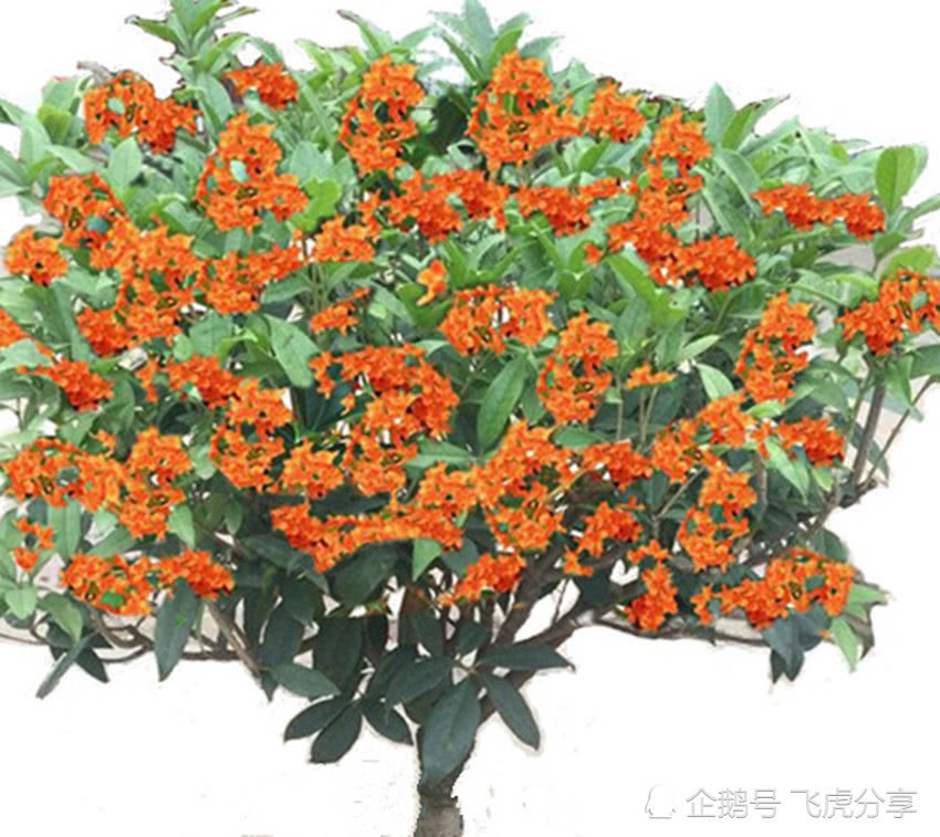 The best sweet-scented osmanthus with the largest number of flowers can be called the king of osmanthus.