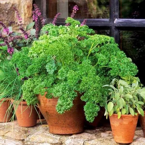 Eight kinds of herbaceous vegetables that can grow for many years in flowerpots will lose a lot without raising a few pots.