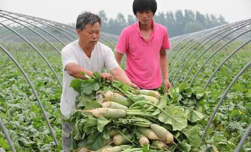 If you want radish to grow vigorously, do you need to remove the leaves in time?