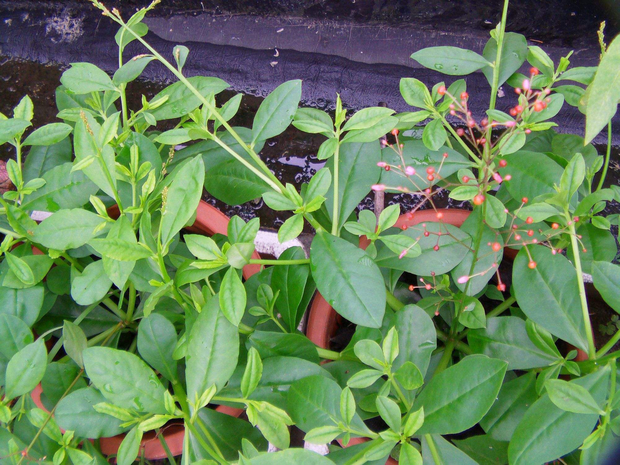 This weed from America has roots similar to ginseng and has been used as a substitute for ginseng since it invaded our country.