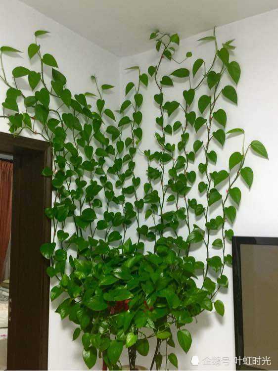 Feed the green orchid and rub the beans and eggs against the wall for 30 days to grow into a waterfall