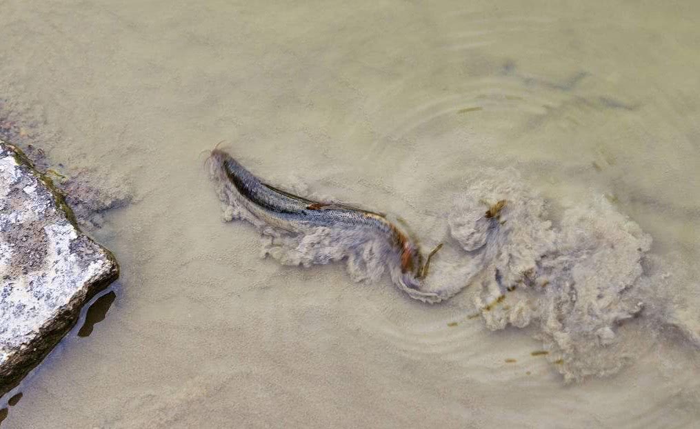 This thing can breathe through the intestines and is covered with mucus. It is difficult to grasp the so-called ginseng in the water at 30 yuan per jin.