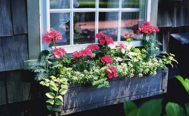 Who said how many flowers on the balcony failed? Watch lazy people build flower balconies