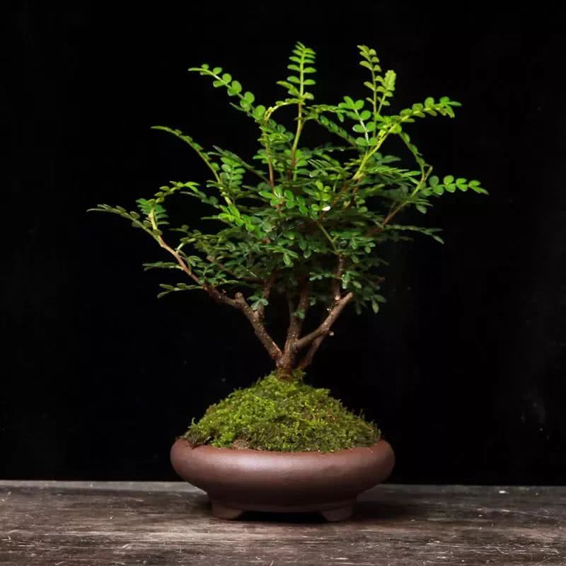 One picture and one step to copy how the master reshaped the messy plant into an artistic bonsai