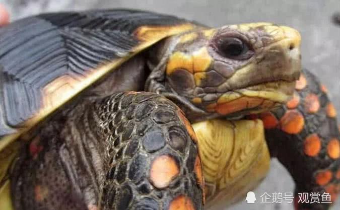 The pet tortoise was forgotten and the warehouse has been unfed for 30 years. The owner died and he is still alive and well.