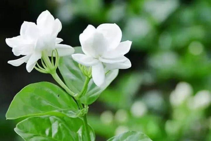 Don't do these three things when the jasmine blooming season ends in late autumn, or there will be very few blossoms next year.