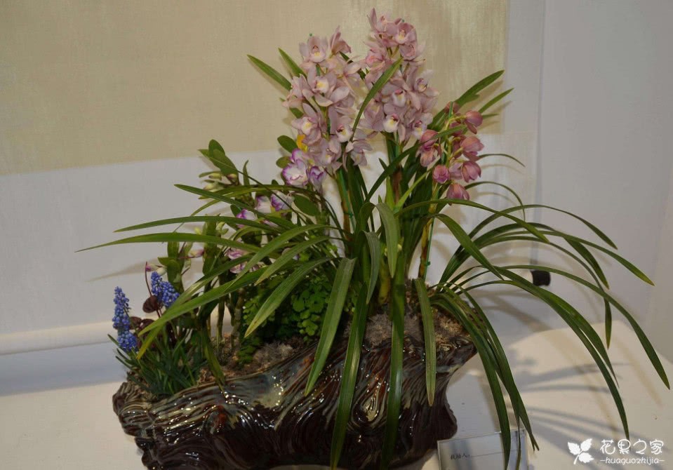 How to grow orchids? Three key points and three matters needing attention in the maintenance of orchids