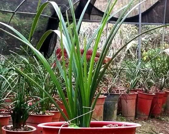 Can the hollow rotten orchid roots be watered after changing the pot and changing the plant material after drying? When is it watered?