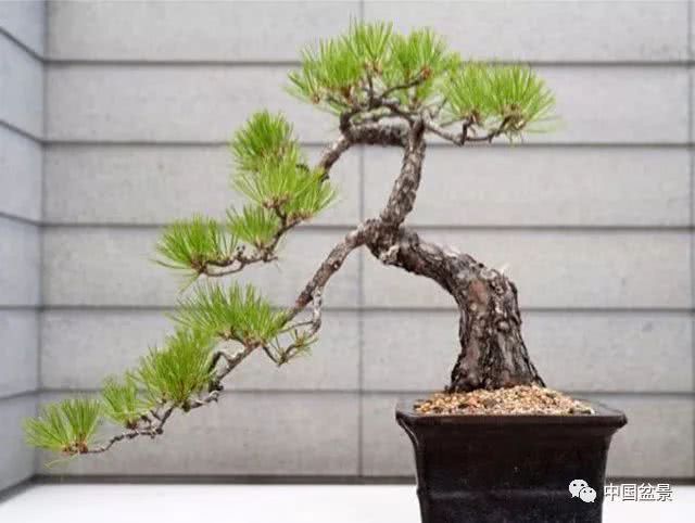 Appreciation of Cao Guohua's new bonsai of pine trees