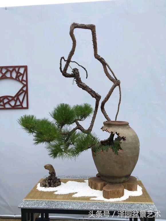 Bonsai Exhibition in Zhongshan City, Guangdong Province