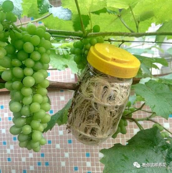 Put some water moss in a plastic bag, the grape seedlings are covered with white roots and orchids grow 10 buds in one night.