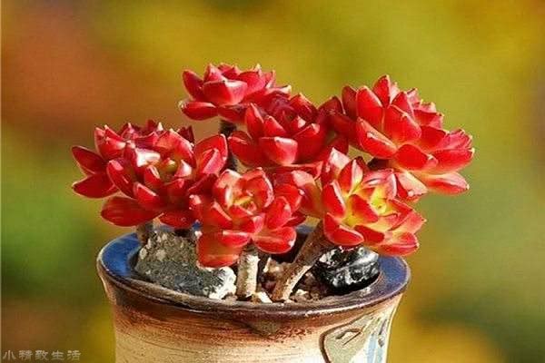 The five problems often encountered by novice friends in the maintenance of succulent plants are very comprehensive.