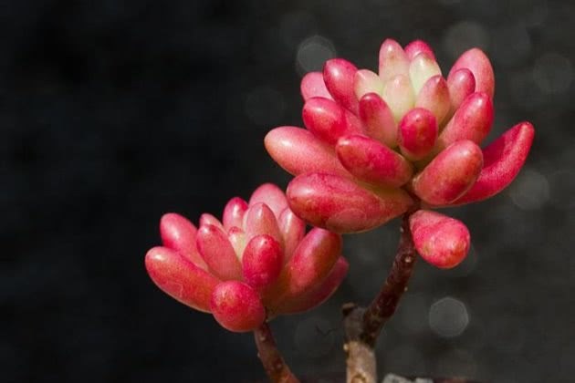 The jade of the rainbow is so round, red and lovely.