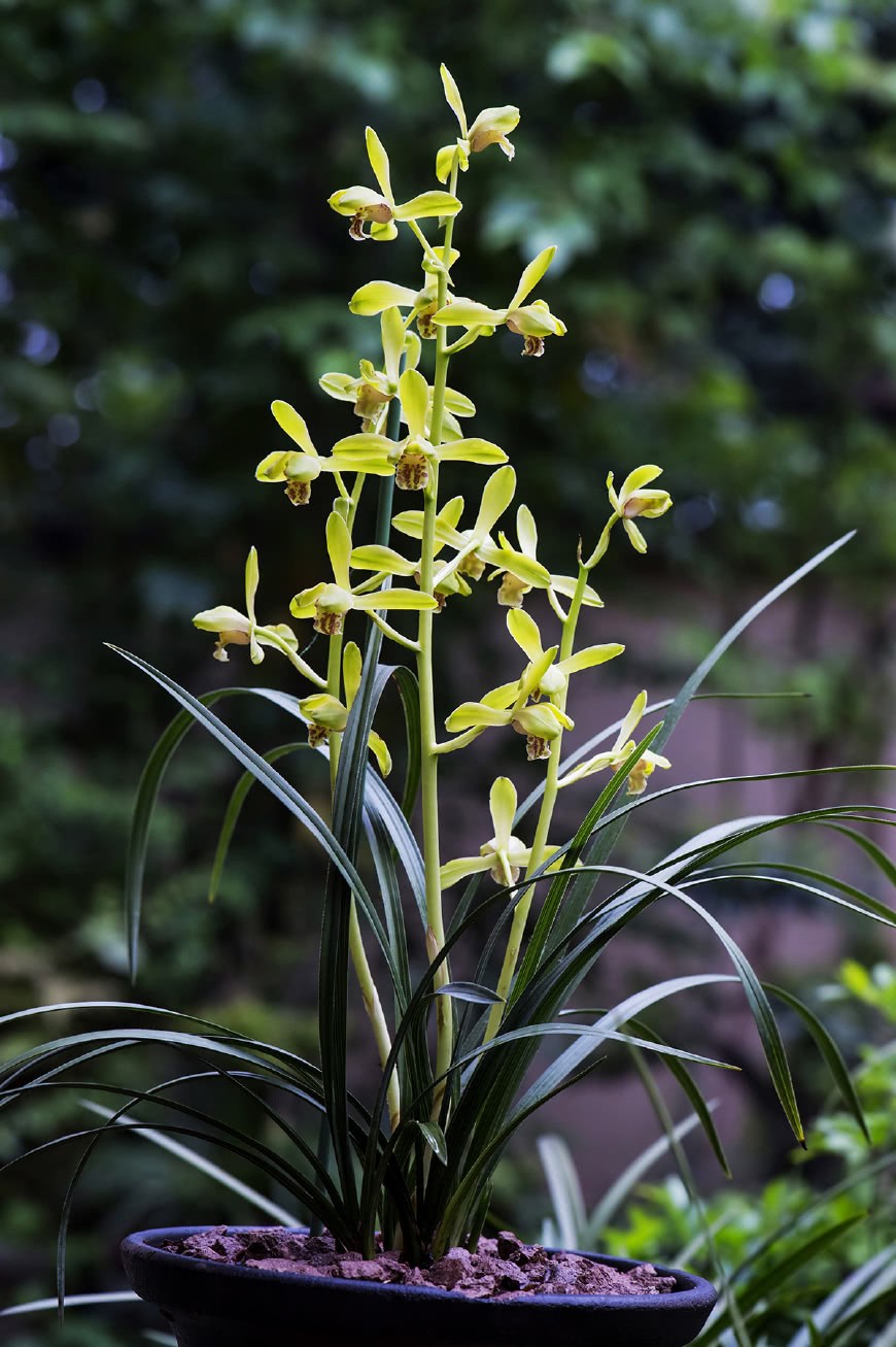 This orchid used to be expensive, and now it is very cheap, high ornamental value, high fragrance, suitable for new hands.