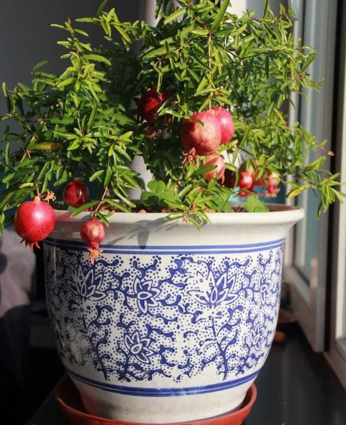 These five kinds of potted plants can be eaten on the balcony and you can enjoy the flowers and fruits.