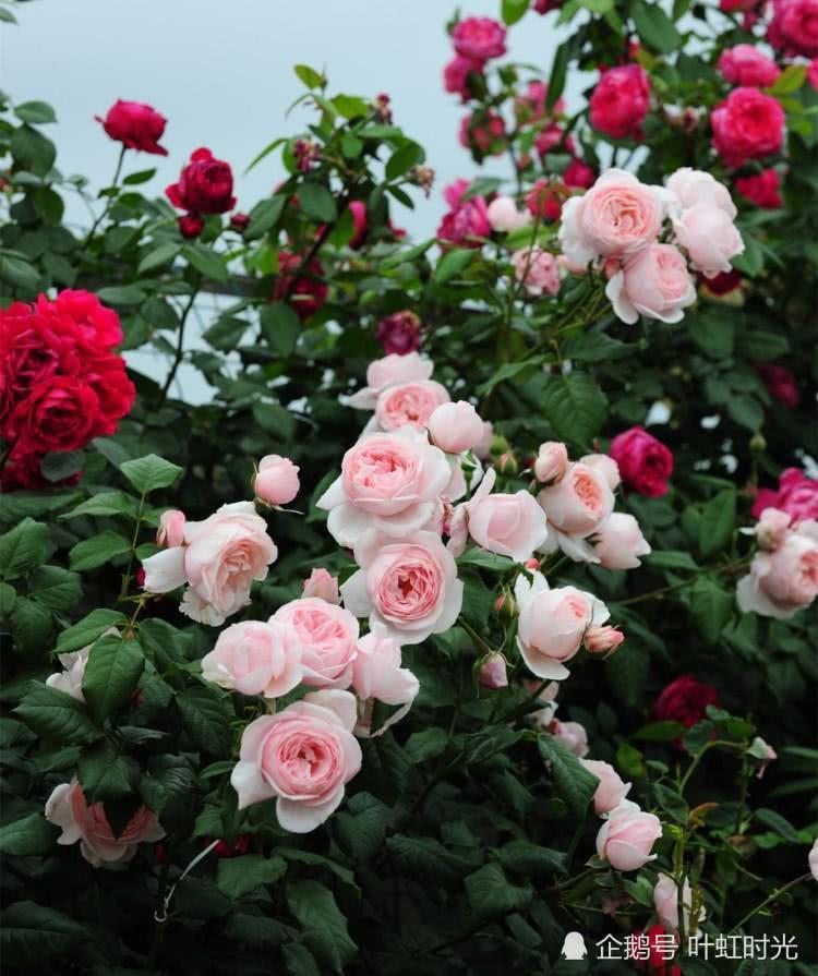 Sprinkle two handfuls of powder on the rose and blossom in one pot and hundreds of flowers.