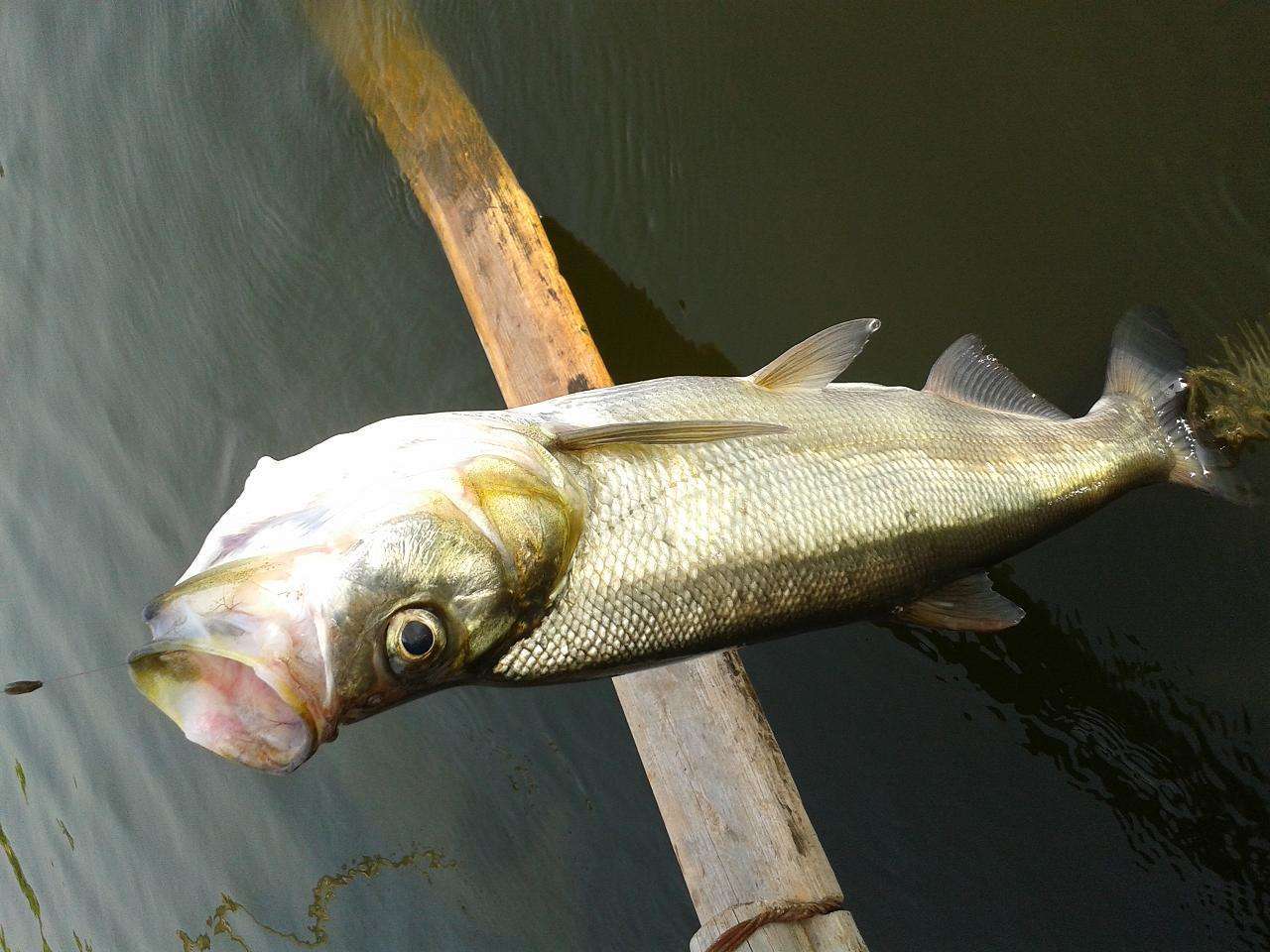 It is a favorite of anglers that this fish is hard to survive after being caught, but it is rare in the wild.