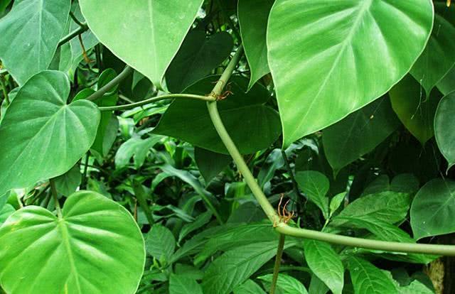 Want green plants to crawl all over the house? The highly contagious heart leaf vine is very suitable for you. I'll teach you how to maintain it.