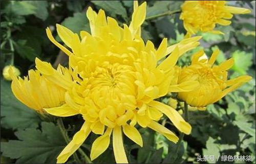 This is the way to raise beautiful chrysanthemums in the countdown to the 35th Golden Autumn Chrysanthemum Exhibition in Wuhan in 2018.