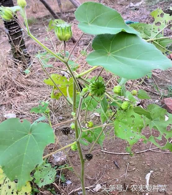 This small wild fruit is often treated as a weed, but it is not known to be a precious traditional Chinese medicine. It costs 80 yuan per jin after drying.