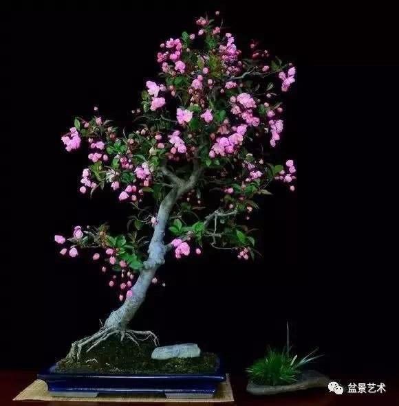 Bonsai production of crabapple with vertical silk