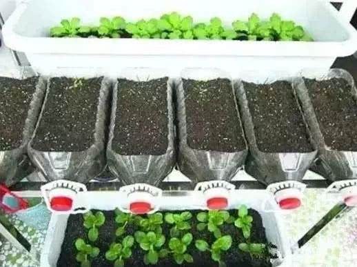 Don't throw away old things. It's convenient and practical to use these things to grow vegetables on the balcony.