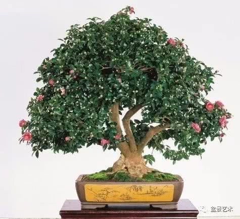 We should learn how to shape the bonsai of camellia.