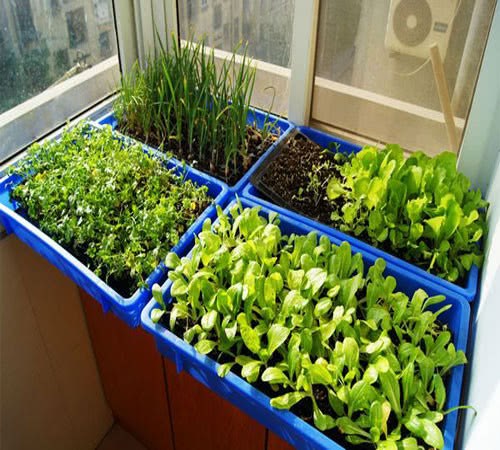 Grandma doesn't know how to grow flowers. She likes to grow vegetables on the balcony and water them for seven days.