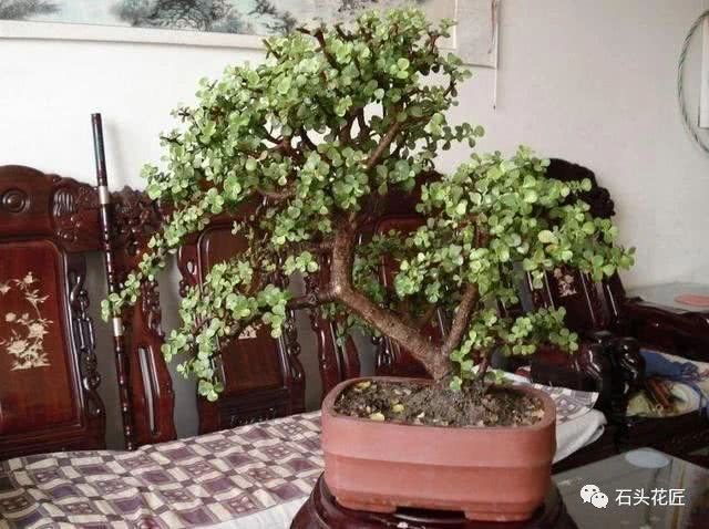 These three kinds of plants are used as old piles, potted plants, cut a few knives and add some ingredients for 2 years, which is a small bonsai.