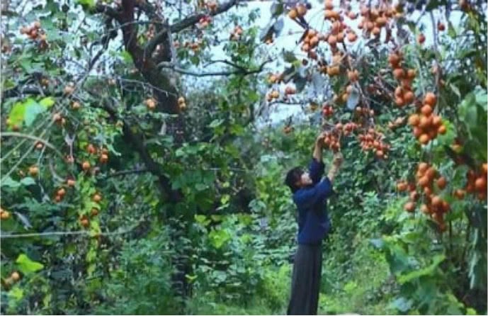 Li Ziqi's vegetable garden shows the whole picture at the moment. Fans are heartbroken: Please don't do this