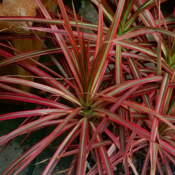 Seven drought-tolerant and good-looking plants make potted plants that don't need to be taken care of on the balcony.