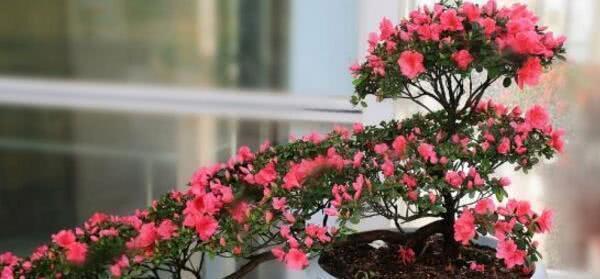 Winter is coming. Do you want your azaleas to blossom in winter? come and see how you do it.