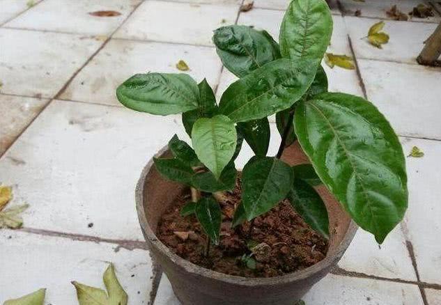 The passion fruit in the balcony only blossoms but does not grow fruit. Use a trick to make the fruit hang all over the tree.