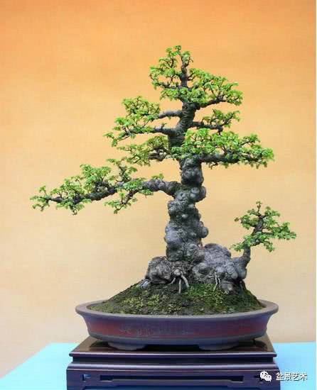 Placement of several kinds of tree stump bonsai