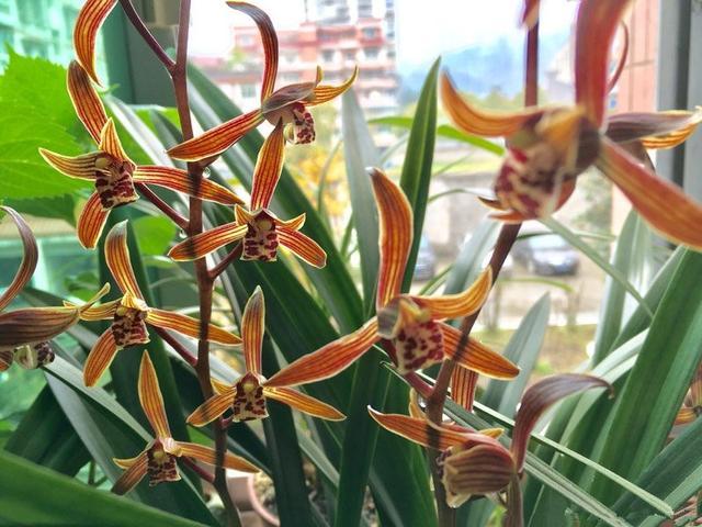 Novice orchids choose it as a cheap, beautiful, pleasant aroma and can be used as a pot for the Lunar New year Eve.