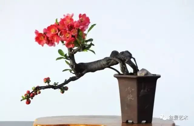 The peculiar art of replacing dry bonsai with roots