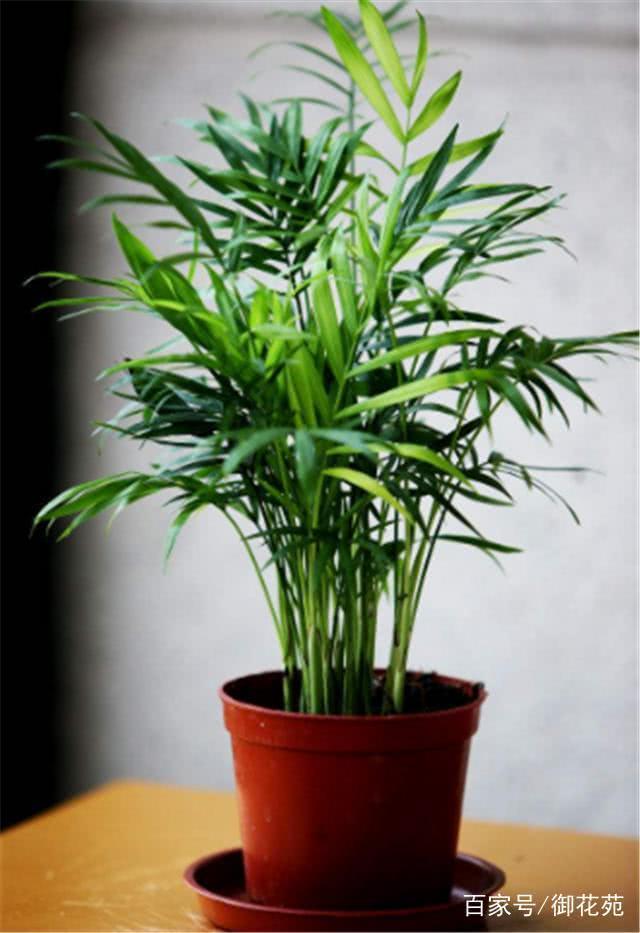 You must keep foliage plants at home, such as rich bamboo, treasure tree, peace tree and fortune tree.