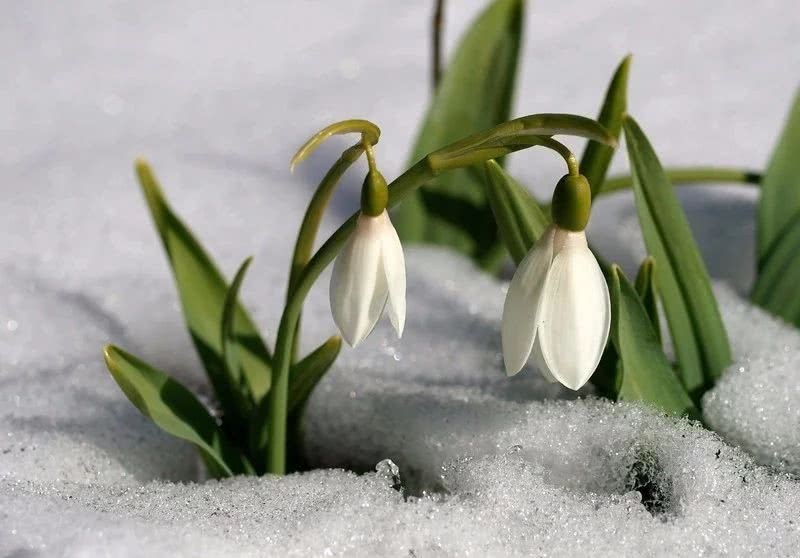 Here are six flower-growing techniques to protect plants from frost in winter