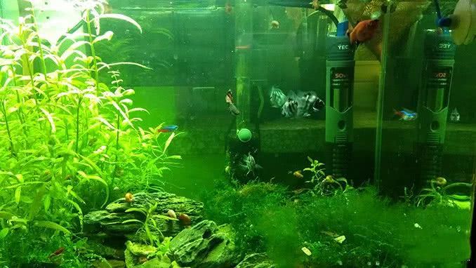 The method of Rapid Landscape of Water and Grass Tank for lazy people