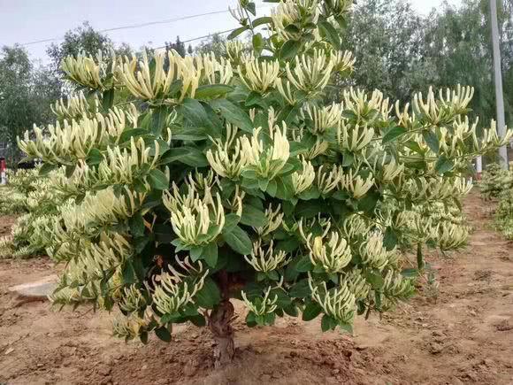 Three kinds of plants with a florescence of up to 100 days can be used as family heirlooms when they grow up to be old stakes.