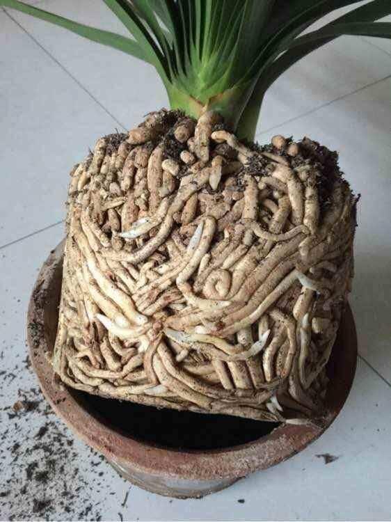 Change the pot for the magnolia to see that the root system grows like this, flower friend: dare not raise it.