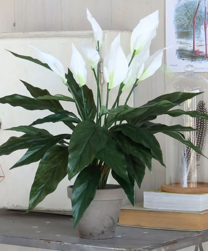 Eight kinds of flowering plants suitable for growing indoors can also blossom on the desktop of the office.