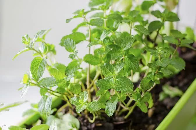 All the dying potted mint branches in the house have withered. In this way, it is easy to fill the pot.