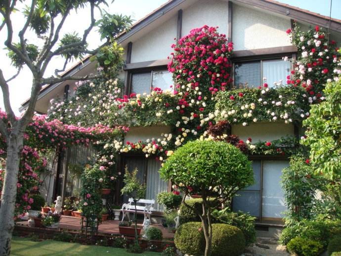 These three kinds of flowers can be cultivated into a flower wall, and now they will be raised to see the sea of flowers next year.