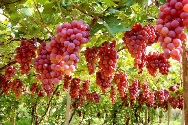 How to apply winter fertilizer to grapes?