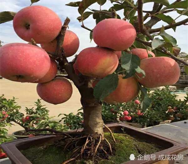 Can the fruit potted plants sold in the flower market really be fed?