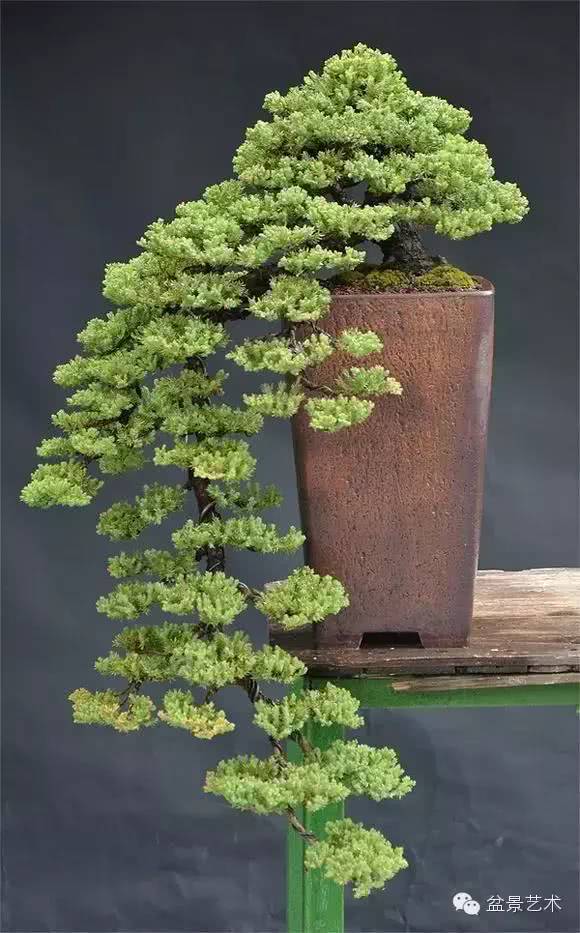 Manage cypress bonsai