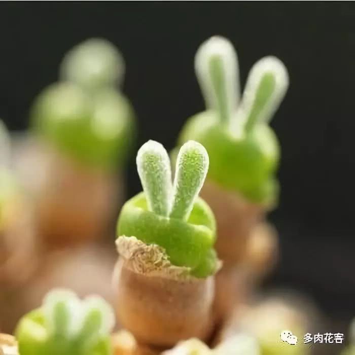 The list of the cutest succulent plants