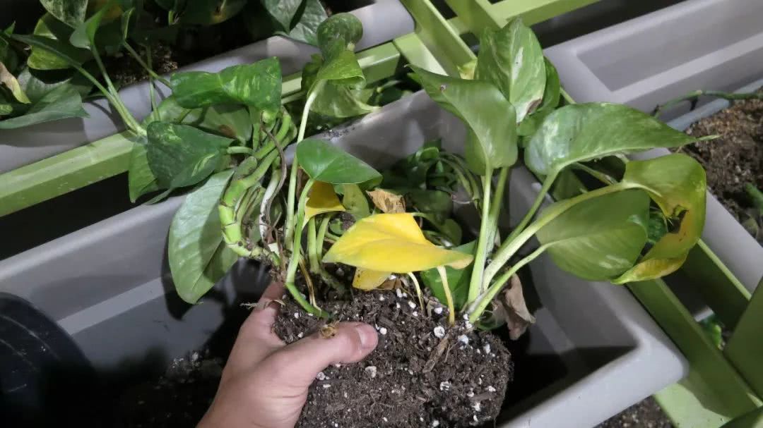 The rotten roots of several common indoor potted plants can be quickly restored to health by this method.