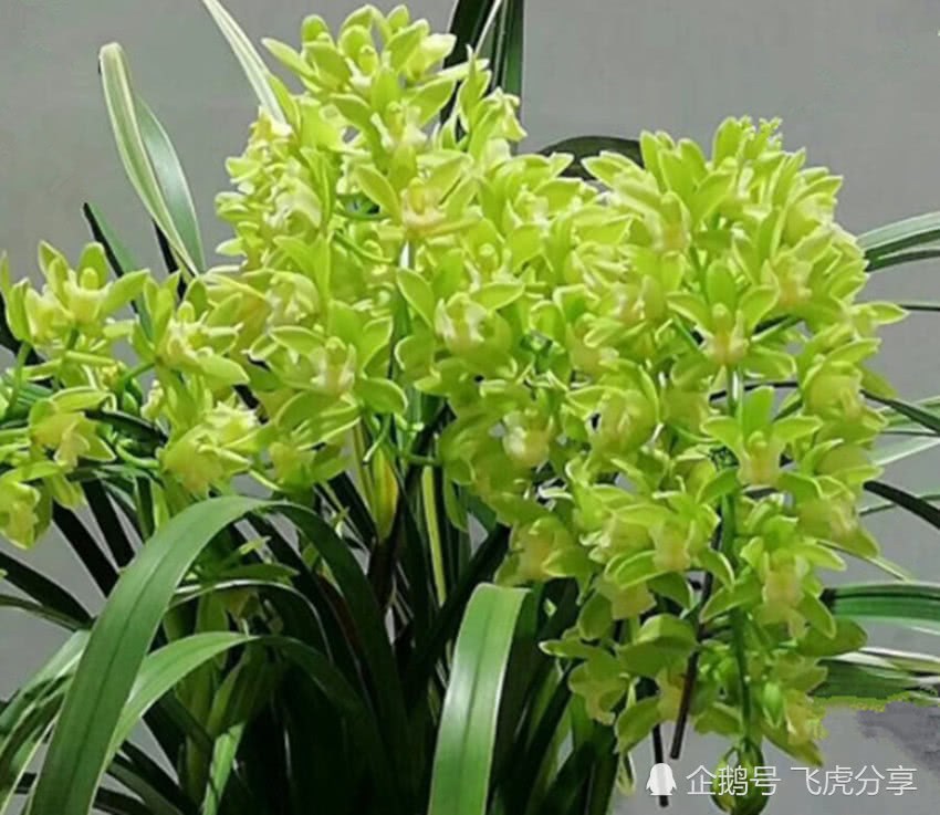 The simple and rapid rooting method of gentleman orchids and orchids has since bid farewell to the troubles of rotten roots and poor growth.